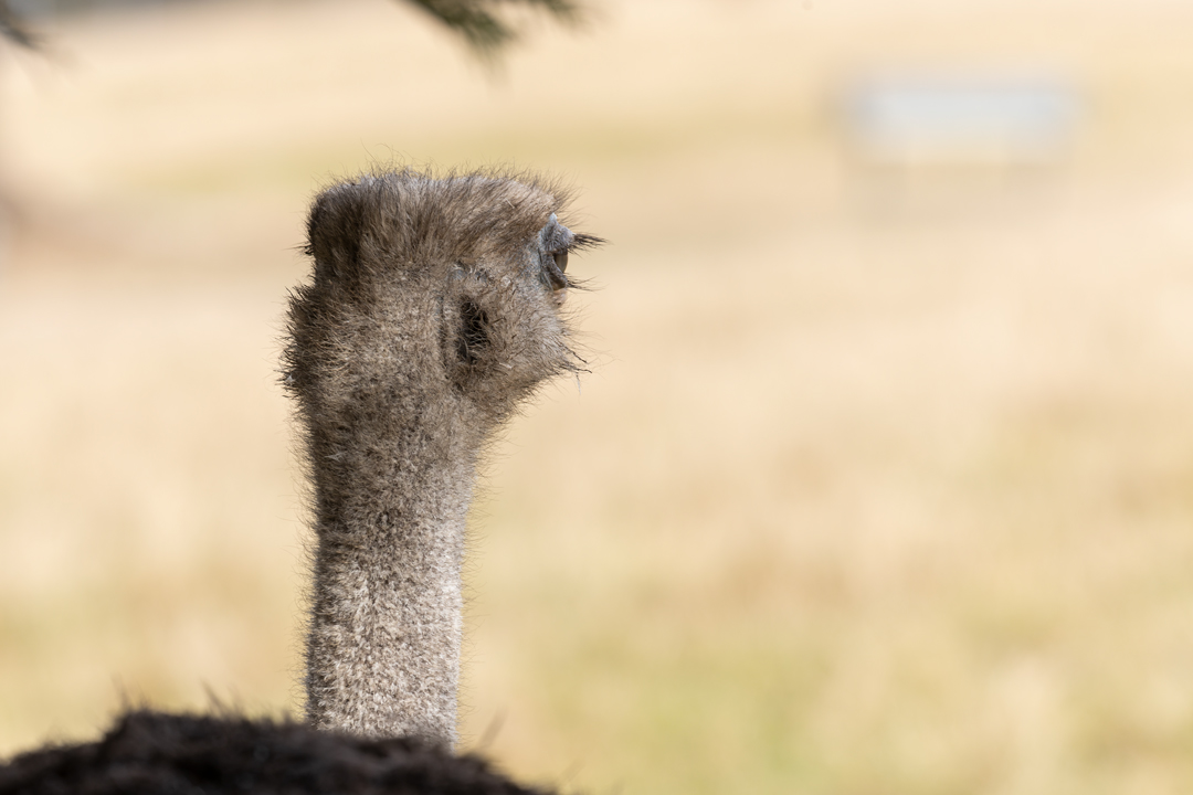 LaufVogelIstNachdenklich1080