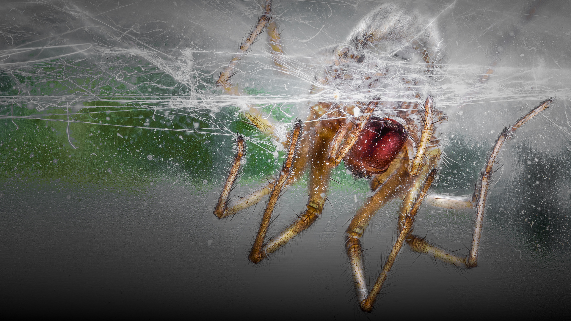 SpinneWartetWasSonst1920