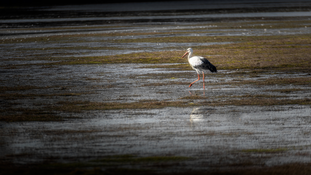 StorchInEinerPfuetze