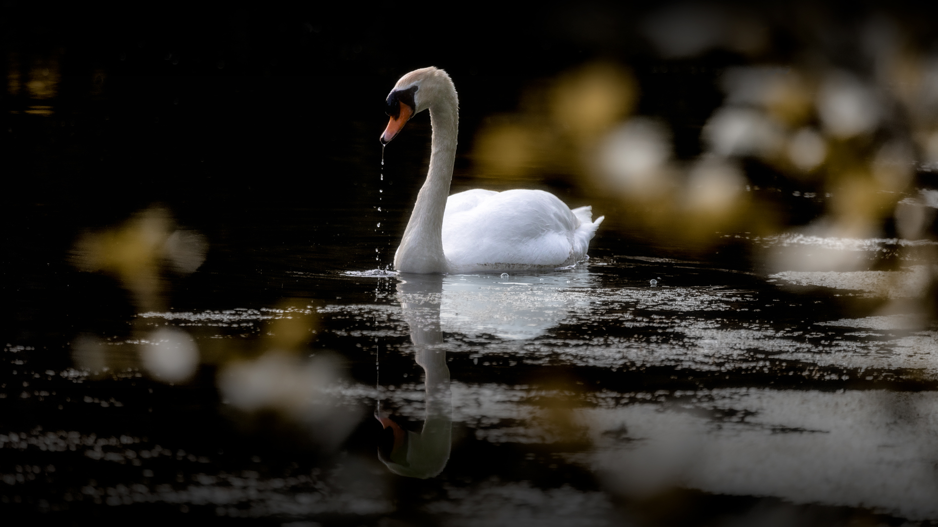 TropfenderSchwan1920