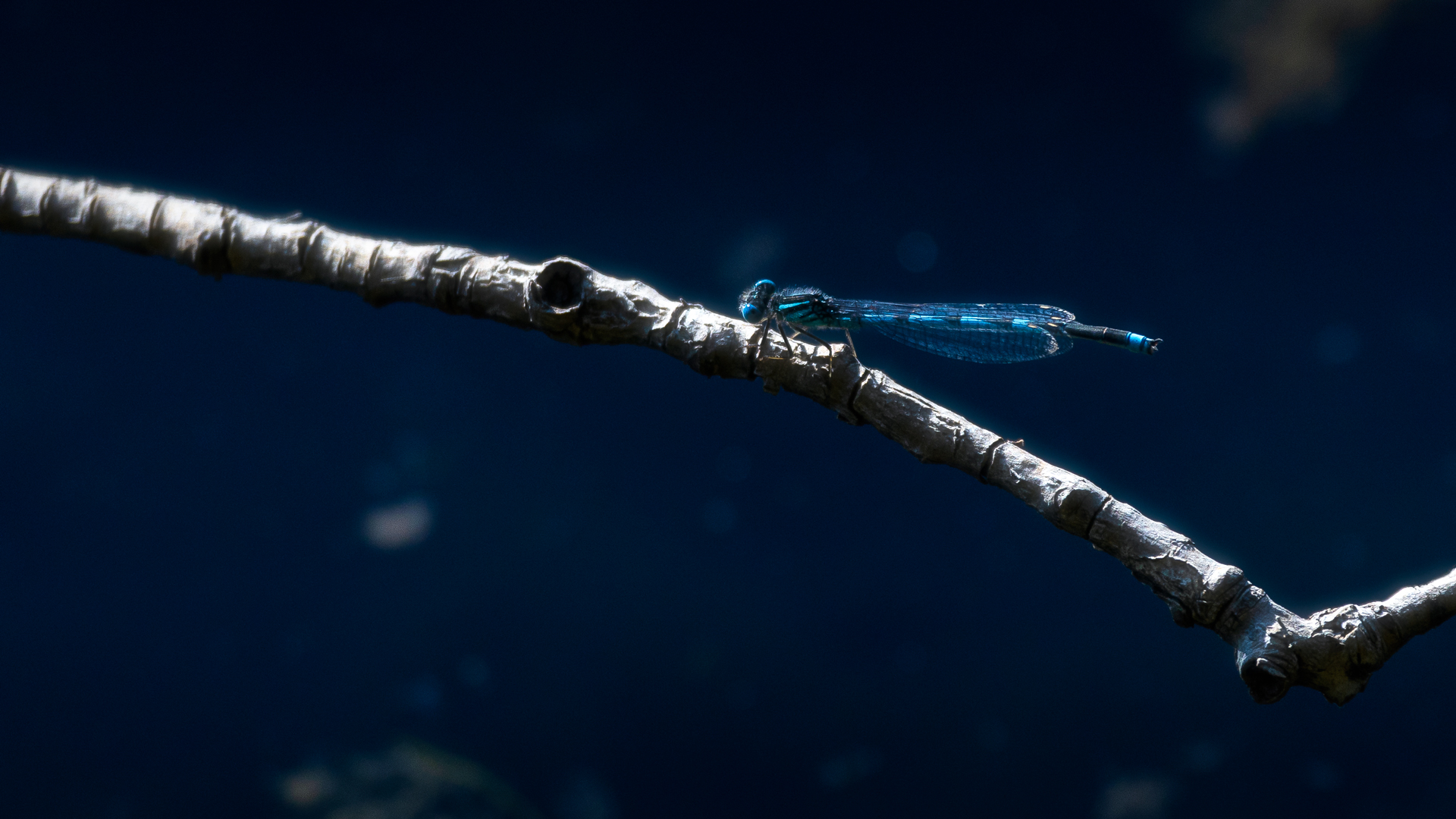 BlaueLibelleamStock1920