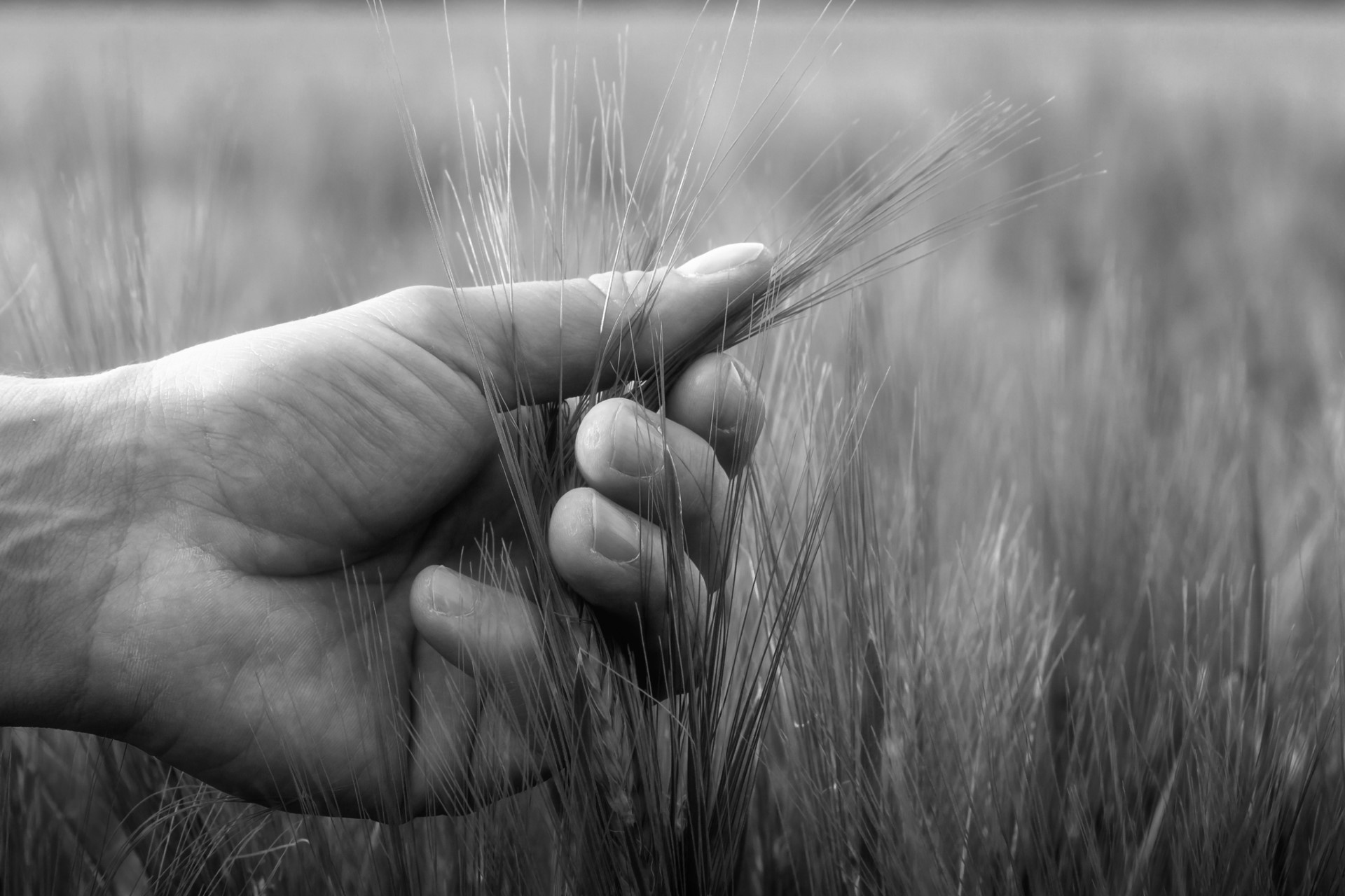 HandImWeizenfeld2048