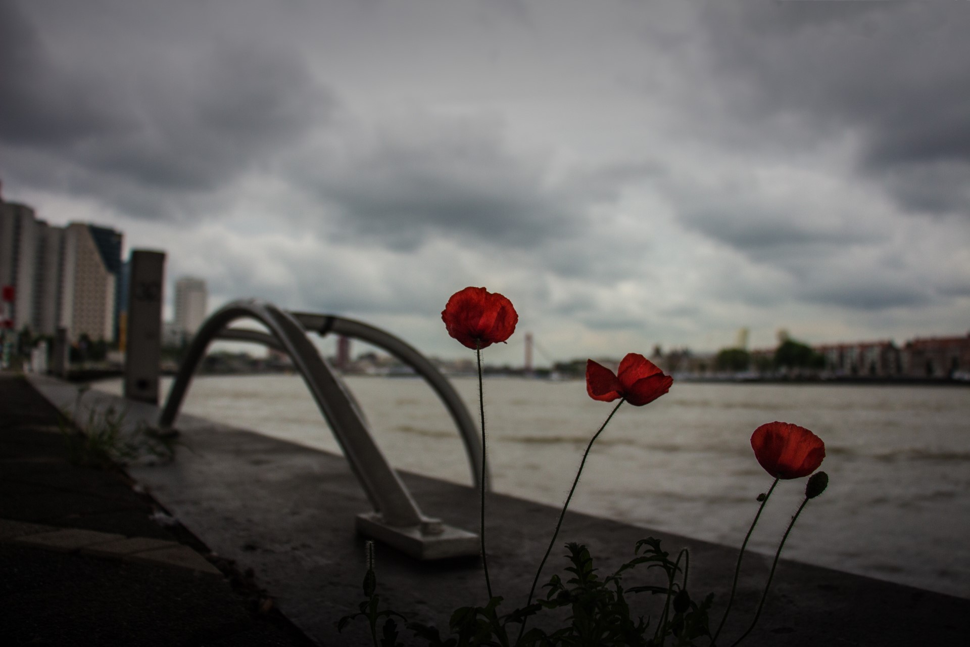 MohnInRotterdam