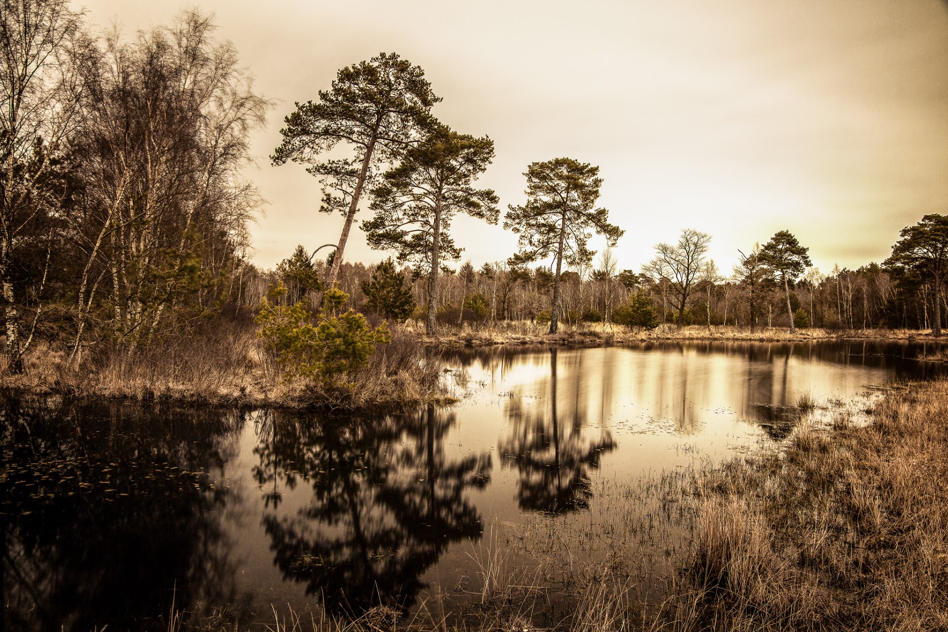 TeichInMoorlandschaft
