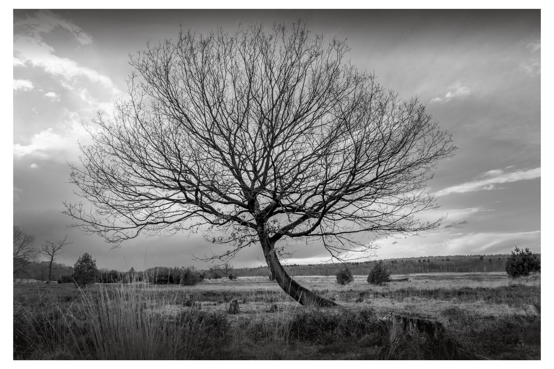 TreeInMoorland