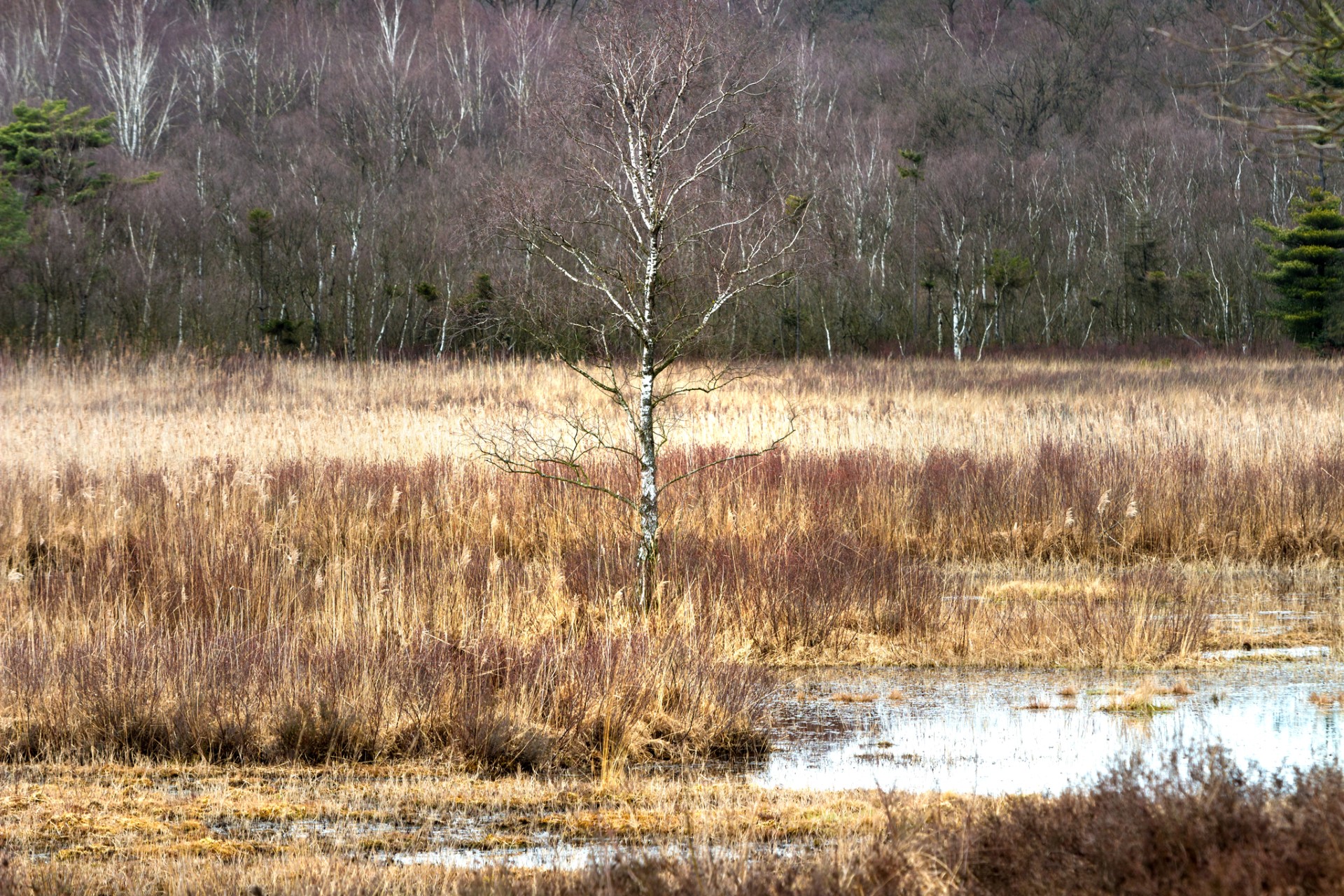 TreeInMoorlandII