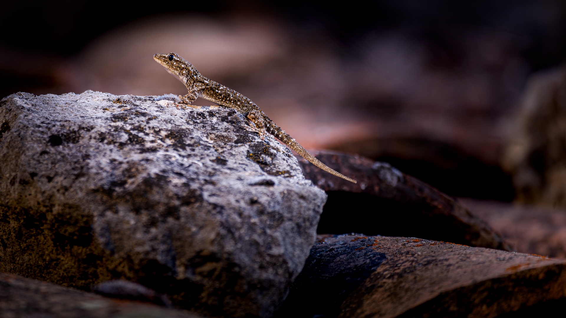 KrabbeltierAufmDach1920